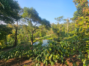 11 Acre Agricultural/Farm Land for Sale in Sakleshpur, Hassan