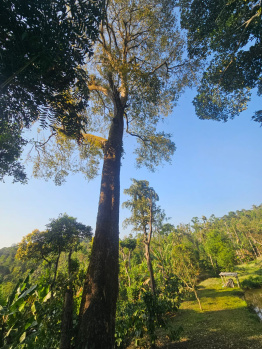 11 Acre Agricultural/Farm Land for Sale in Sakleshpur, Hassan