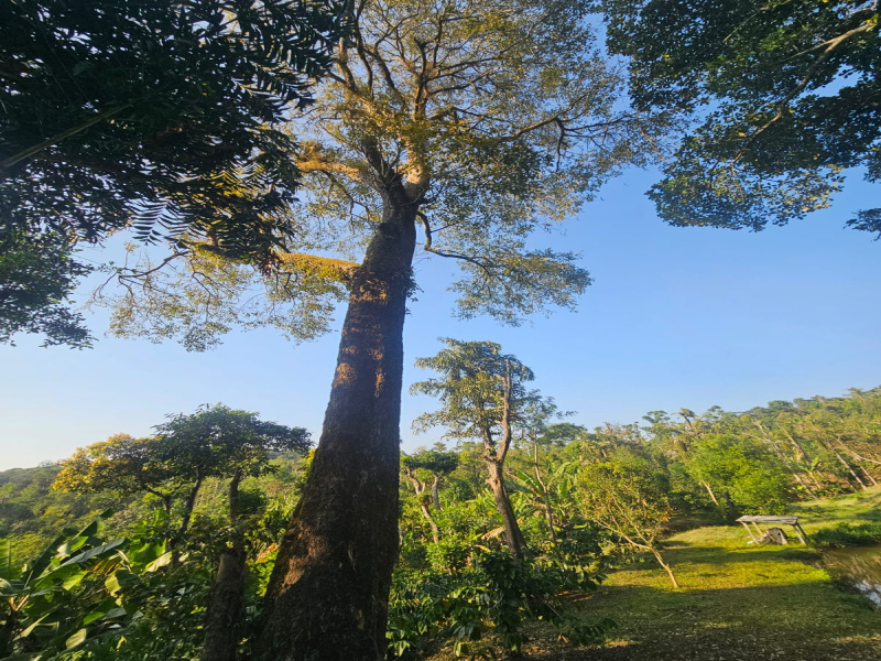 11 Acre Agricultural/Farm Land For Sale In Sakleshpur, Hassan