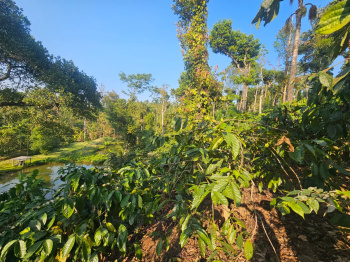 Property for sale in Sakleshpur, Hassan