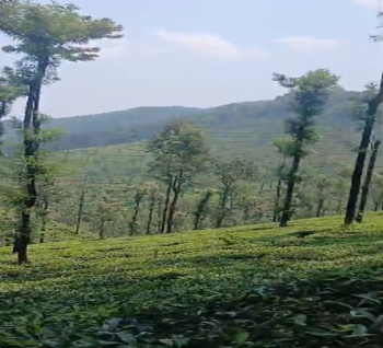 890 Acre Agricultural/Farm Land for Sale in Mudigere, Chikmagalur