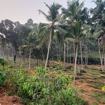 13 Acre Agricultural/Farm Land for Sale in Hejamadi, Mangalore