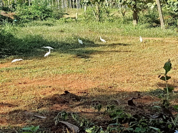 4000 Sq. Meter Commercial Lands /Inst. Land for Sale in Bardez, Goa