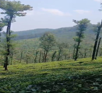 14 Acre Agricultural/Farm Land for Sale in Hejamadi, Mangalore
