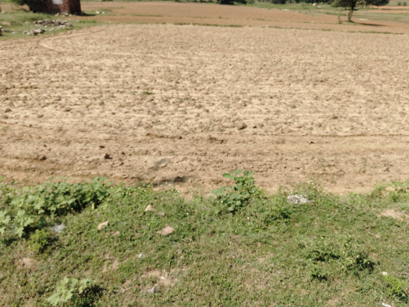 Agricultural/Farm Land For Sale In Chunar, Mirzapur (10 Bigha)