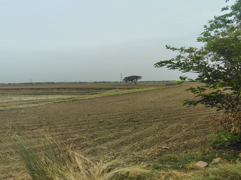 Agricultural/Farm Land For Sale In Badli, Jhajjar (2.75 Acre)
