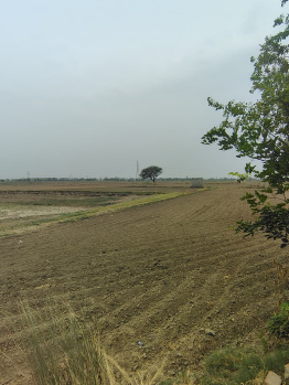 Agricultural/Farm Land for Sale in Badli, Jhajjar (1 Acre)