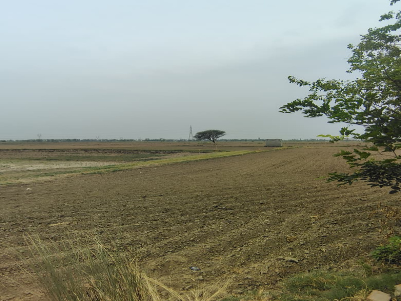 Agricultural/Farm Land For Sale In Badli, Jhajjar (1 Acre)