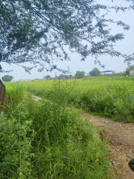 Agricultural/Farm Land for Sale in Badli, Jhajjar (1500 Sq. Yards)