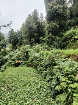 Property for sale in Dhari, Nainital