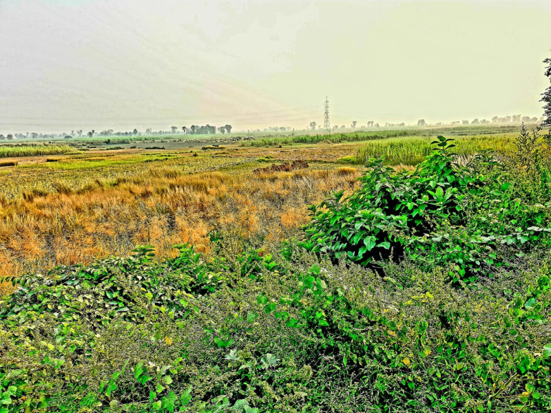 Commercial Lands /Inst. Land For Sale In Motihari, Champaran (205 Acre)