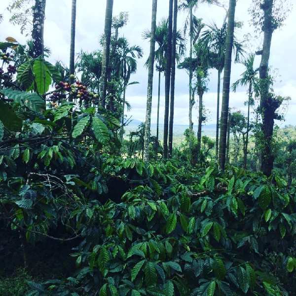 9 acre well maintained coffee estate for sale in Mudigere