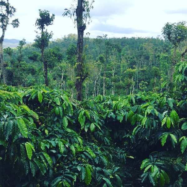 9 acre well maintained coffee estate for sale in Mudigere