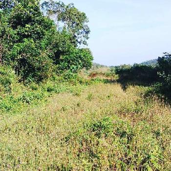 3.5 Acre Agricultural/Farm Land for Sale in Mudigere, Chikmagalur