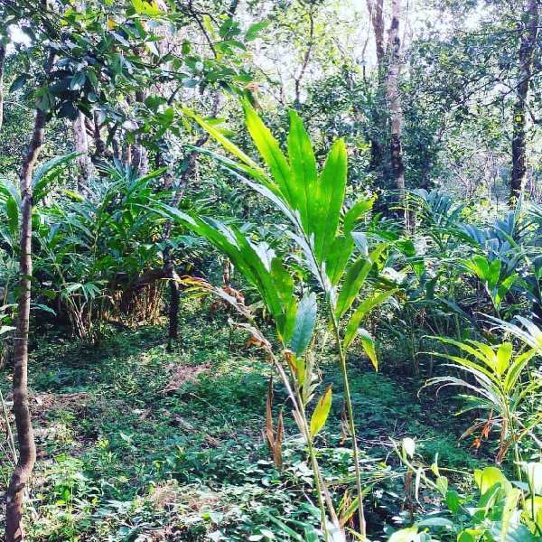 3.5 Acre Agricultural/Farm Land for Sale in Mudigere, Chikmagalur