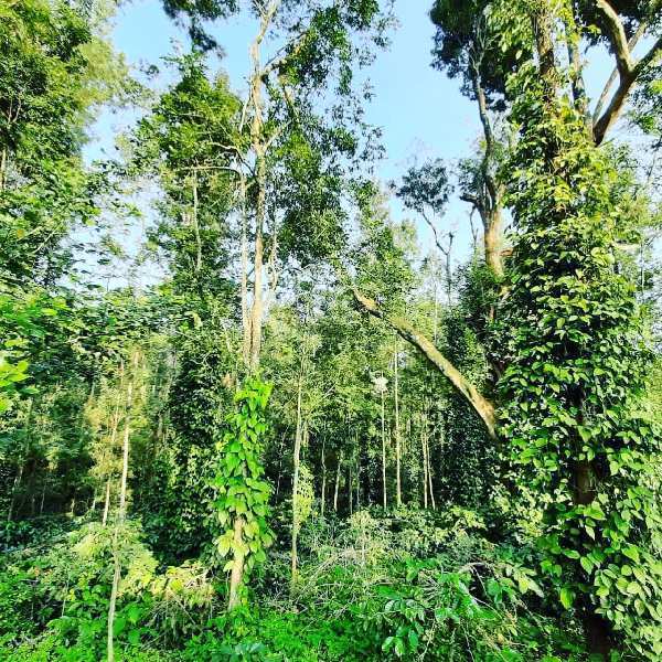 5.7 acres coffee estate for sale in Coorg