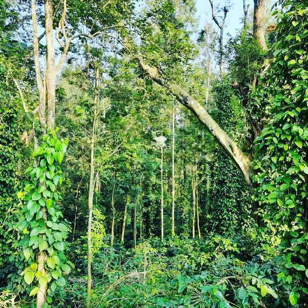 5.7 acres coffee estate for sale in Coorg