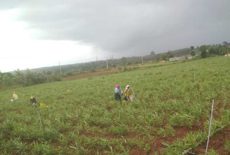 2 acre agriculture land for sale near Hagare Hassan