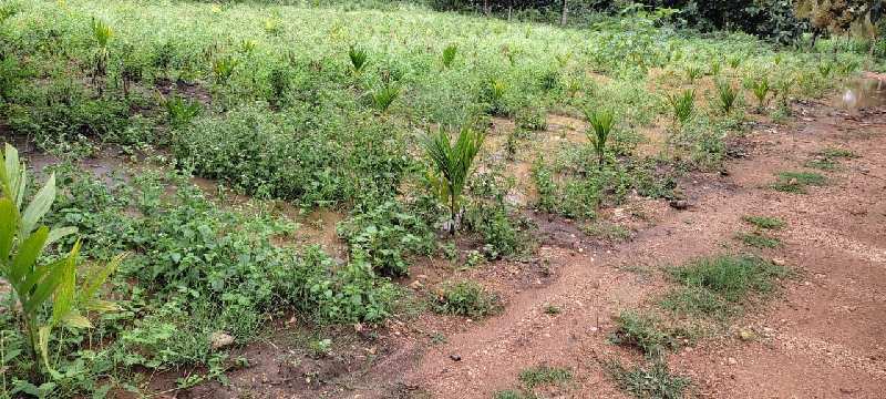 6 acre farm land for sale in Kadur , Chikkamgaluru