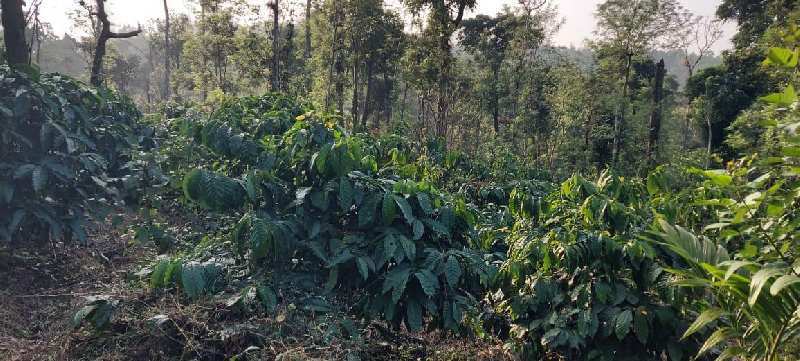 Half acre coffee plantation for sale in Sakleshpura