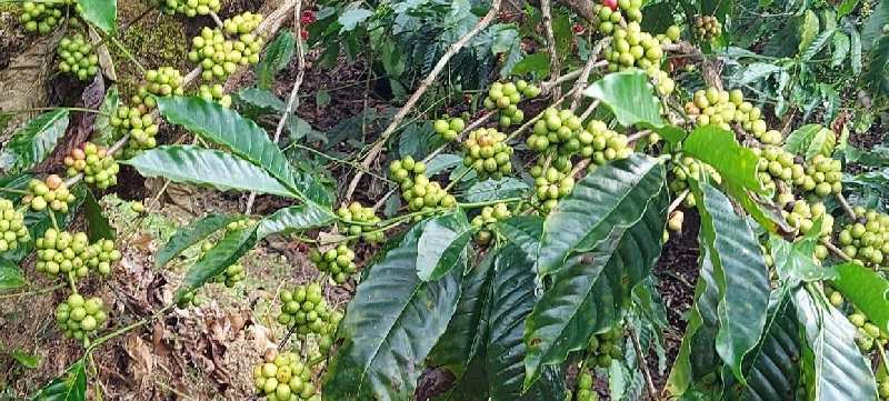 Half acre coffee plantation for sale in Sakleshpura