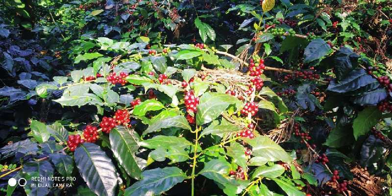 11 acre well maintained arebica coffee plantation for sale in Mallandur road - Chikkamagaluru
