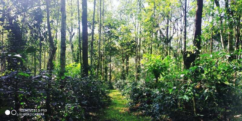 11 acre well maintained arebica coffee plantation for sale in Mallandur road - Chikkamagaluru