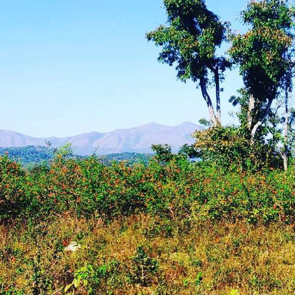 7.5 acre plain land for sale in Chikkamagaluru