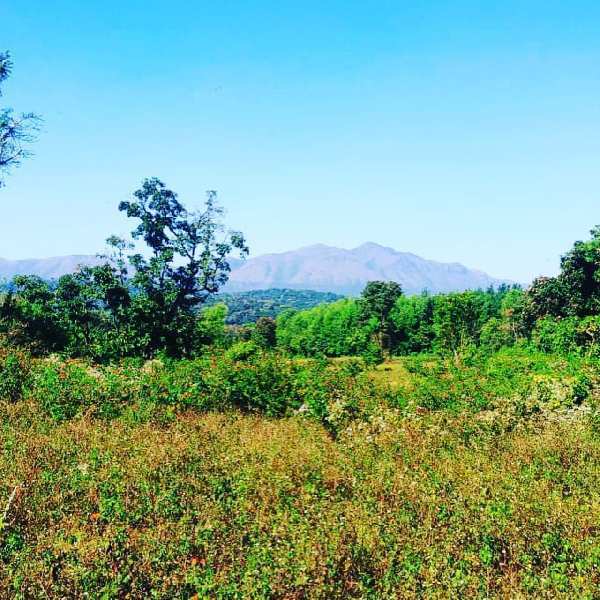 7.5 acre plain land for sale in Chikkamagaluru
