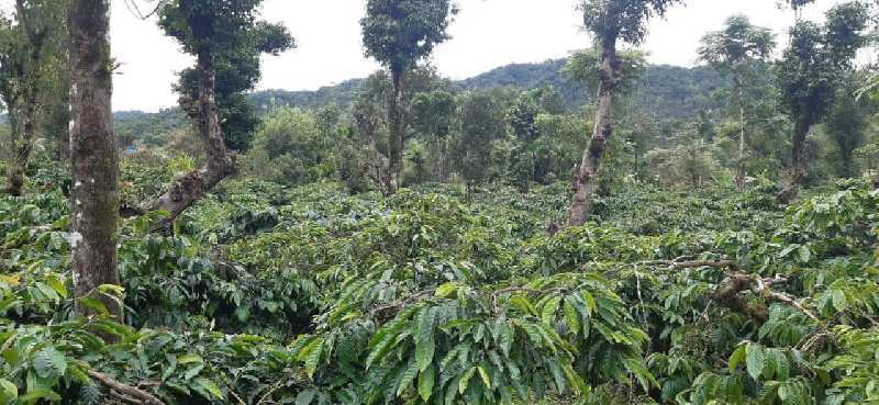14 acre coffee estate for sale in Mudigere