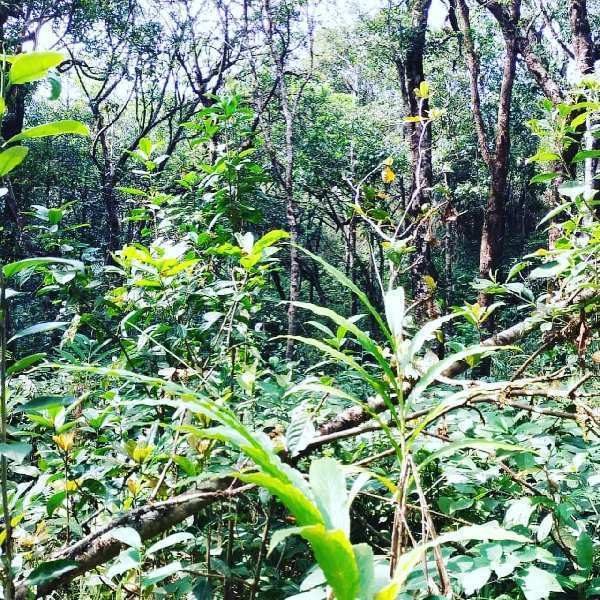 1.5 acre cardamom plantation for sale in Mudigere , Chikkamagaluru