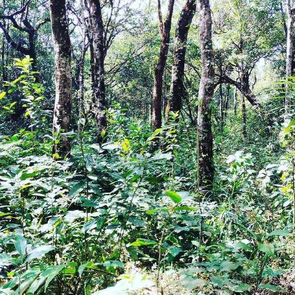 1.5 acre cardamom plantation for sale in Mudigere , Chikkamagaluru