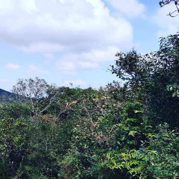 6 acre land for sale in Mudigere , Chikkamagaluru dist