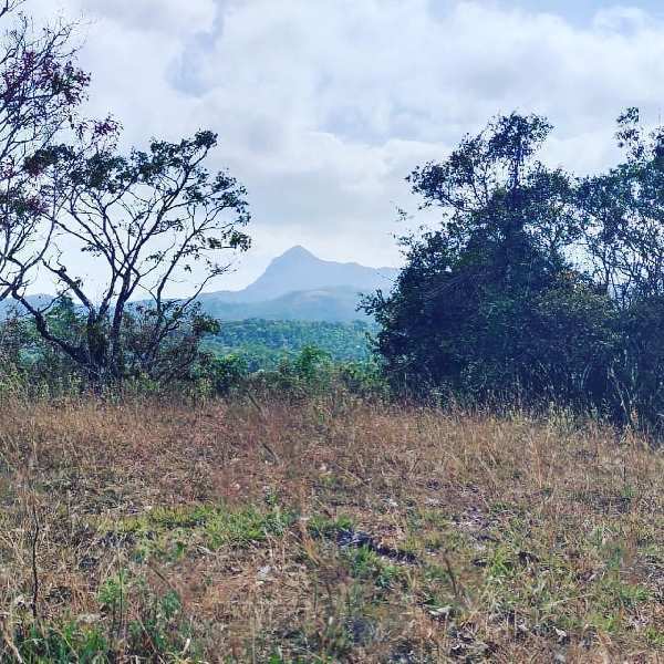 6 acre land for sale in Mudigere , Chikkamagaluru dist
