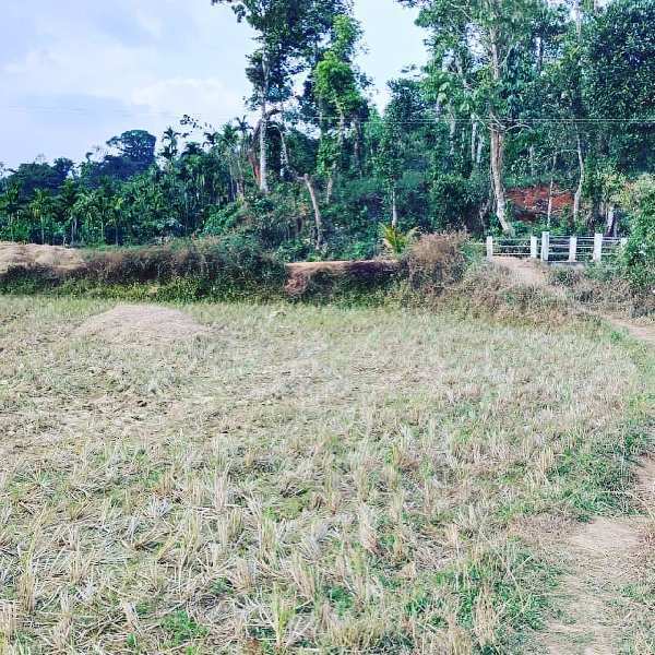 1 acre 4 Gunta agri land for sale in Mudigere