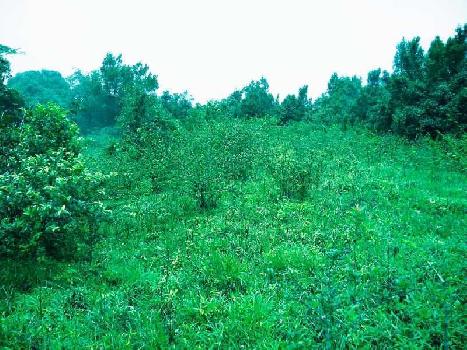 20 acre land for sale in madikeri , Coorg dist