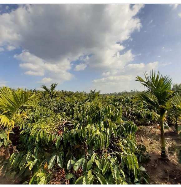 3 acre well maintained coffee estate for sale