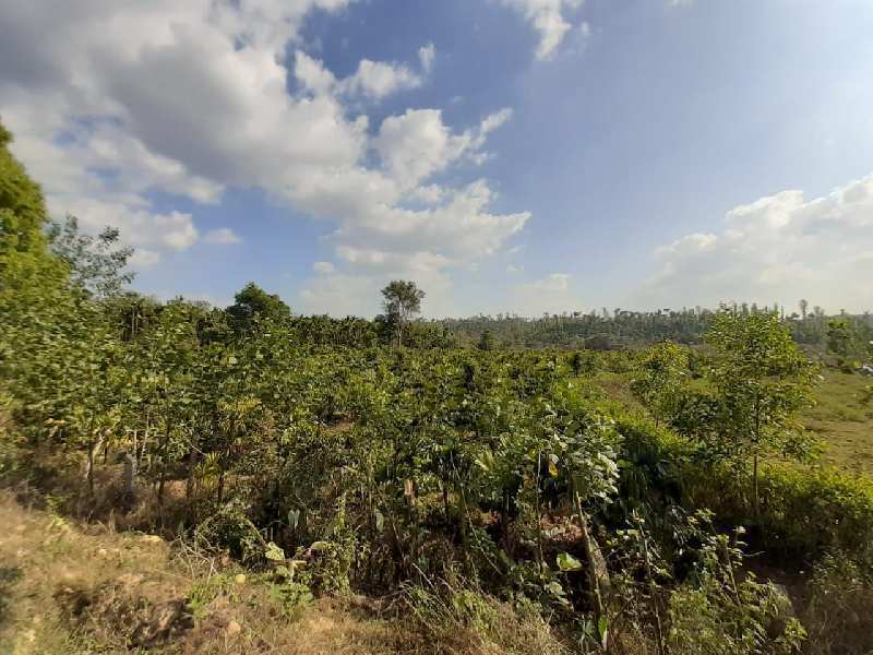 3 acre well maintained coffee estate for sale