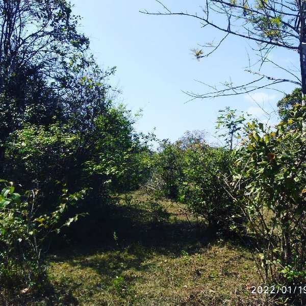 10 acre land for sale in Chikkamagaluru