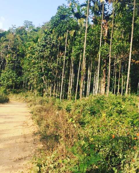3.5 acre coffee and Areca plantation for sale in kalasa road