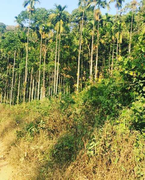 3.5 acre coffee and Areca plantation for sale in kalasa road