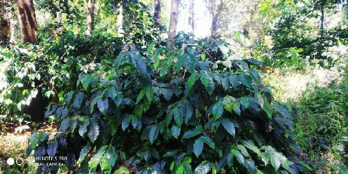 3 acre coffee estates for sale in Mallandur road  Chikkamagaluru