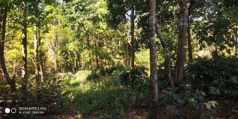 3 acre coffee estates for sale in Mallandur road  Chikkamagaluru