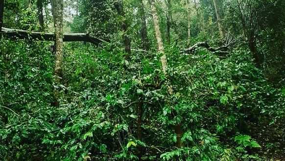 23 acre coffee estates for sale in Chikkamgaluru