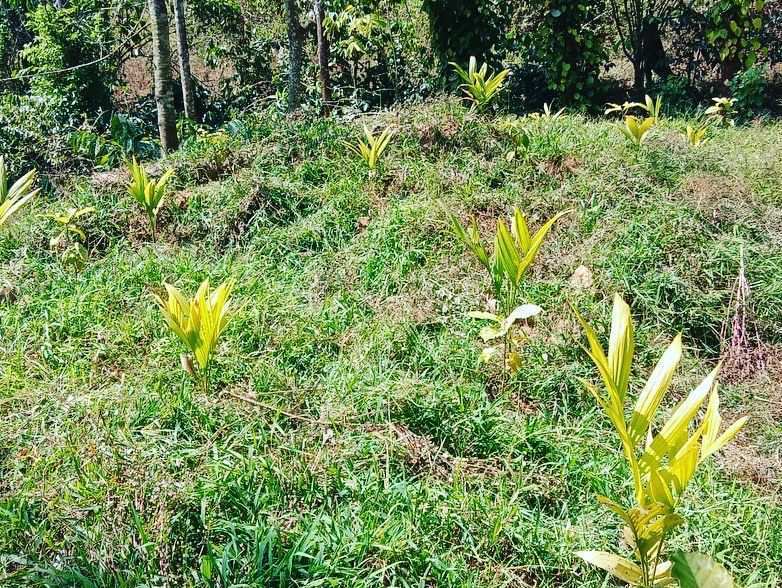 1 acre plantation for sale in Chikkamagaluru