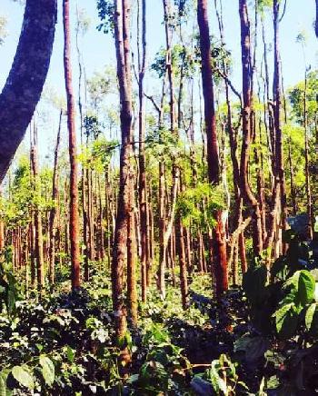 5 acre well maintained coffee estate for sale in Mallandur road  Chikkamagaluru