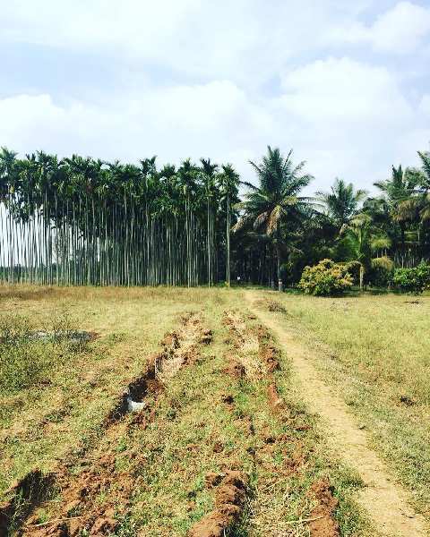 5 acres 20 guntas Developed farm land for sale in Bangalore rural