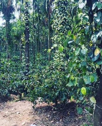 3 acre Areca and coffee plantation for sale in Mudigere - Belur road