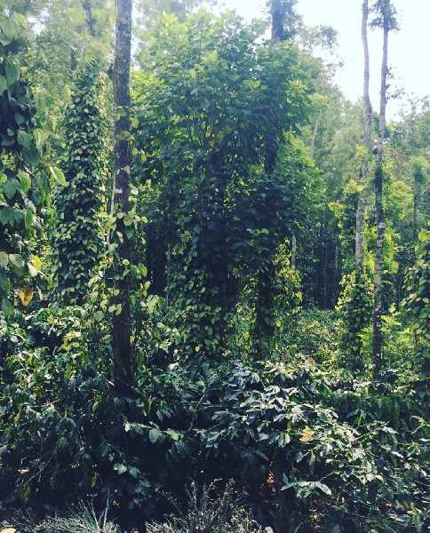 3 acre Areca and coffee plantation for sale in Mudigere - Belur road