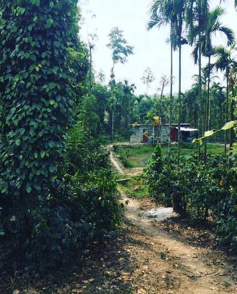 3 acre Areca and coffee plantation for sale in Mudigere - Belur road